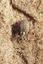  (Strophosoma capitatum)
