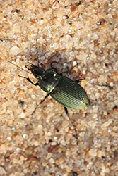  (Poecilus cupreus)