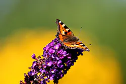 Rusałka pokrzywnik (Aglais urticae)