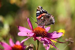Rusałka admirał (Vanessa atalanta)