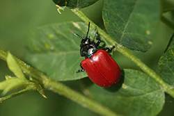 Rynnica topolowa (Chrysomela populi)