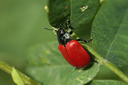 Rynnica topolowa (Chrysomela populi)