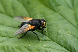 Noon Fly (Mesembrina meridiana)