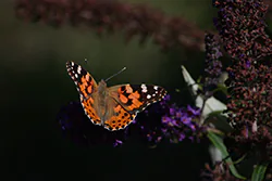 Painted Lady (Vanessa cardui)