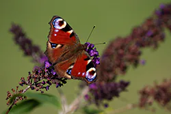 European Peacock (Inachis io)