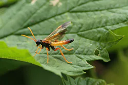 Pilarz polny (Tenthredo campestris)