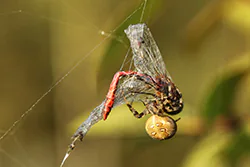 Krzyżak łąkowy (Araneus quadratus)