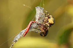 Krzyżak łąkowy (Araneus quadratus)