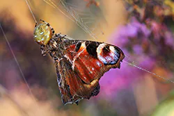 Krzyżak łąkowy (Araneus quadratus)
