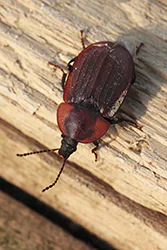 Zaciemka (Phosphuga atrata)