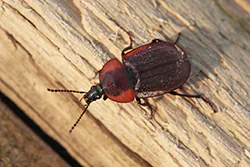 Zaciemka (Phosphuga atrata)