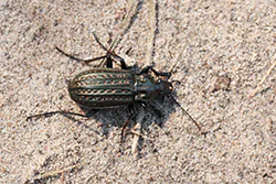  (Carabus clatratus)