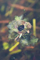 Caddisfly (Trichoptera)