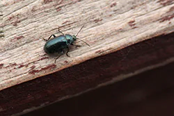 Alder Leaf Beetle (Agelastica alni)