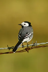 Pliszka siwa (Motacilla alba)