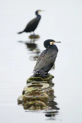 Kormoran (Phalacrocorax carbo)