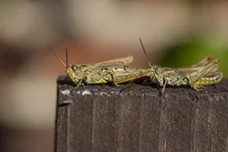 Konik ciepluszek (Chorthippus apricarius)