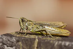 Konik ciepluszek (Chorthippus apricarius)