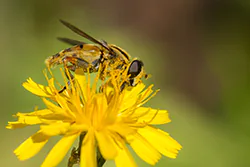 Sun Fly (Helophilus pendulus)