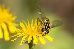 Sun Fly (Helophilus pendulus)