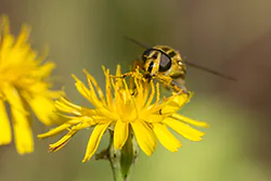 Sun Fly (Helophilus pendulus)