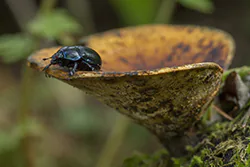 Żuk leśny (Anoplotrupes stercorosus)