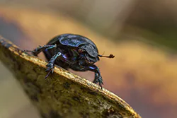 Żuk leśny (Anoplotrupes stercorosus)