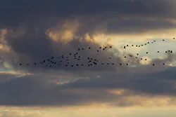 Żuraw (Grus grus)