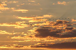 Żuraw (Grus grus)