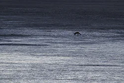 Lis (Vulpes vulpes)