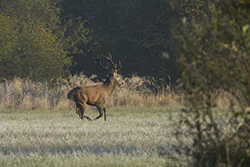 Jeleń (Cervus elaphus)