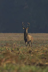 Jeleń (Cervus elaphus)