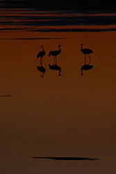 Żuraw (Grus grus)