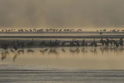 Żuraw (Grus grus)