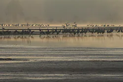 Żuraw (Grus grus)