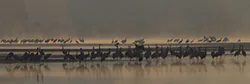 Żuraw (Grus grus)