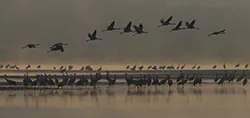 Żuraw (Grus grus)