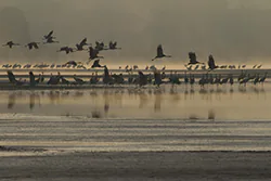 Żuraw (Grus grus)