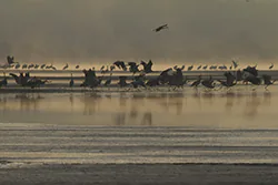 Żuraw (Grus grus)