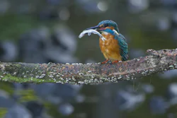Zimorodek (Alcedo atthis)