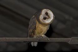 Płomykówka (Tyto alba)
