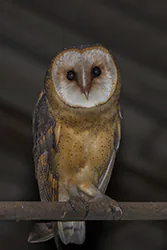 Płomykówka (Tyto alba)