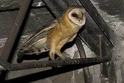Płomykówka (Tyto alba)
