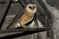 Płomykówka (Tyto alba)