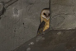 Płomykówka (Tyto alba)
