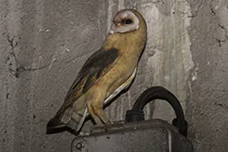 Płomykówka (Tyto alba)