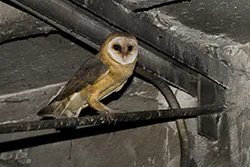 Płomykówka (Tyto alba)