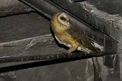 Płomykówka (Tyto alba)