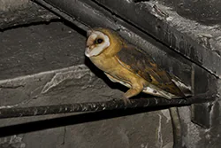 Płomykówka (Tyto alba)