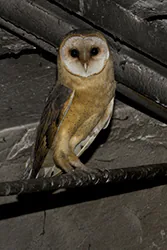 Płomykówka (Tyto alba)